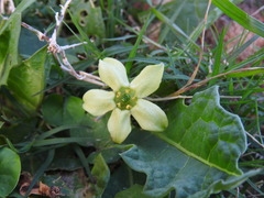 Jaborosa runcinata