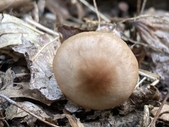 Rhodocollybia