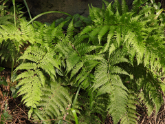Athyrium sinense