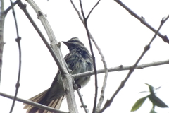 Empidonomus varius