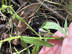 Trichostema setaceum