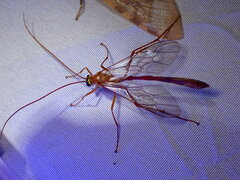 Enicospilus americanus-complex