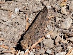 Trimerotropis