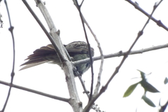 Empidonomus varius