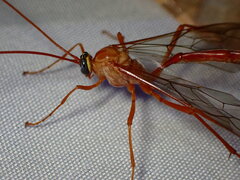 Enicospilus americanus-complex