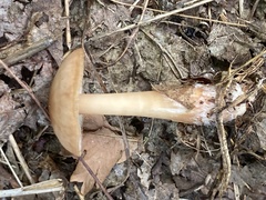 Rhodocollybia