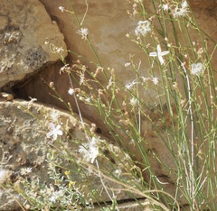 Stephanomeria pauciflora