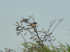 Donacobius atricapilla