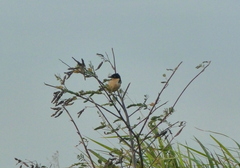Donacobius atricapilla