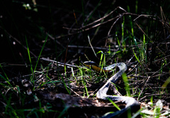 Notechis scutatus occidentalis