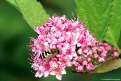 Syrphus