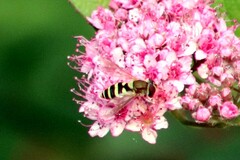 Syrphus