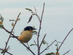 Donacobius atricapilla