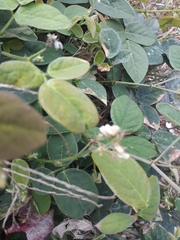 Desmodium scorpiurus