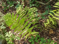 Osmunda claytoniana