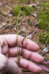 Spiranthes lacera lacera