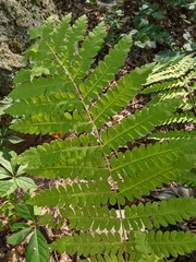Osmunda claytoniana