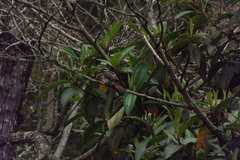Empidonomus varius