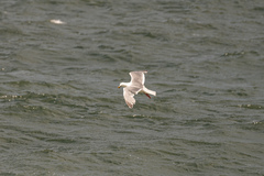 Larus glaucescens × occidentalis