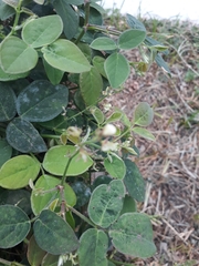 Desmodium scorpiurus