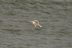 Larus glaucescens × occidentalis
