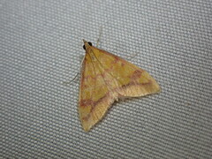 Pyrausta perrubralis