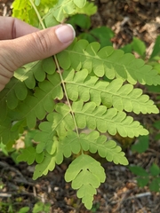 Osmunda claytoniana