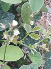 Desmodium scorpiurus