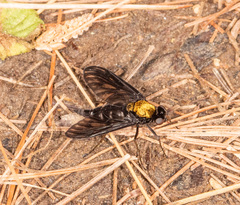 Chrysopilus thoracicus
