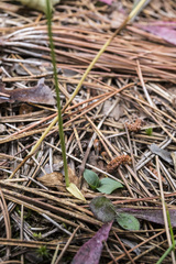 Spiranthes lacera lacera