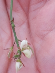 Desmodium scorpiurus