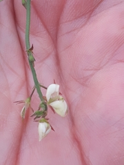 Desmodium scorpiurus