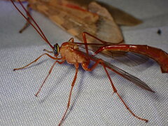 Enicospilus americanus-complex