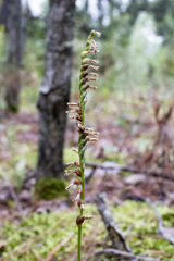 Spiranthes lacera lacera