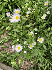 Erigeron