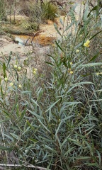 Acacia leprosa uninervia