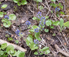 Veronica utahensis