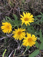 Heterotheca camporum