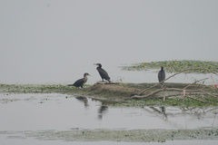 Phalacrocorax carbo