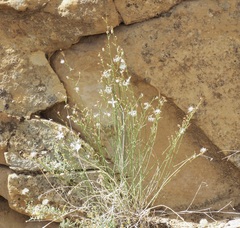 Stephanomeria pauciflora