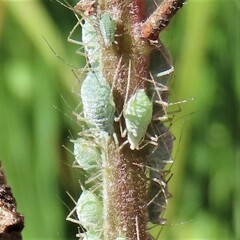Macrosiphum albifrons