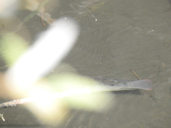 Oreochromis