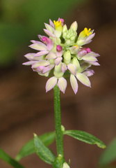 Polygala mariana