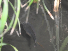Oreochromis