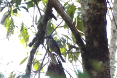 Myiodynastes maculatus