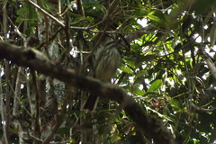 Myiodynastes maculatus