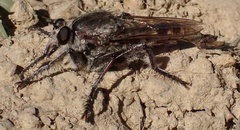 Triorla interrupta