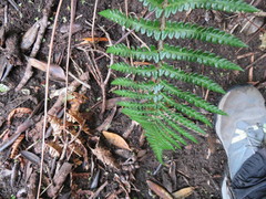 Polystichum wawranum