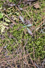 Spiranthes lacera lacera