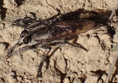 Triorla interrupta